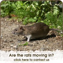 Pest control, wasp control, wasp nest(s) removal in Bournemouth, Southampton, Hampshire and the New Forest.